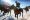24th Cartier Polo Cup - St-Moritz 